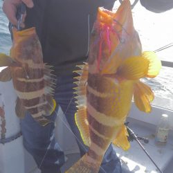 遊漁船 新鋭丸 釣果