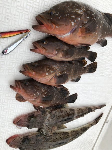 Magic（マジック） 釣果