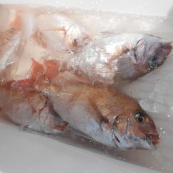 こうゆう丸 釣果