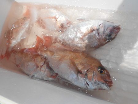 こうゆう丸 釣果