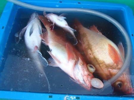 第二むつ漁丸 釣果