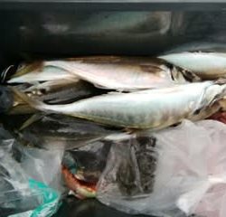 松福丸 釣果