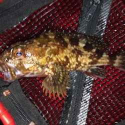 神戸ライトワインド2