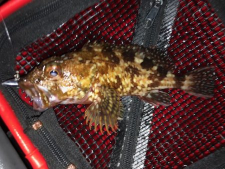 神戸ライトワインド2