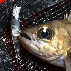 二見メバリング18