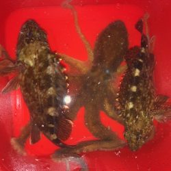 二見メバリング・ライトワインド