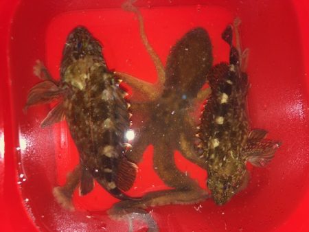 二見メバリング・ライトワインド