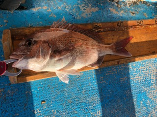 幸吉丸 釣果