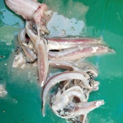 遊漁船 ニライカナイ 釣果