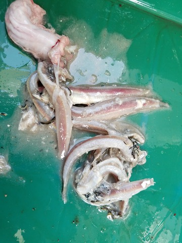 遊漁船 ニライカナイ 釣果