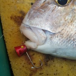 遊漁船 ニライカナイ 釣果