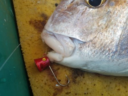 遊漁船 ニライカナイ 釣果