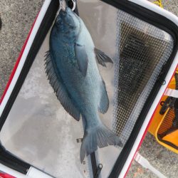 初島でフカセ釣り【すな氏連載 vol.8】