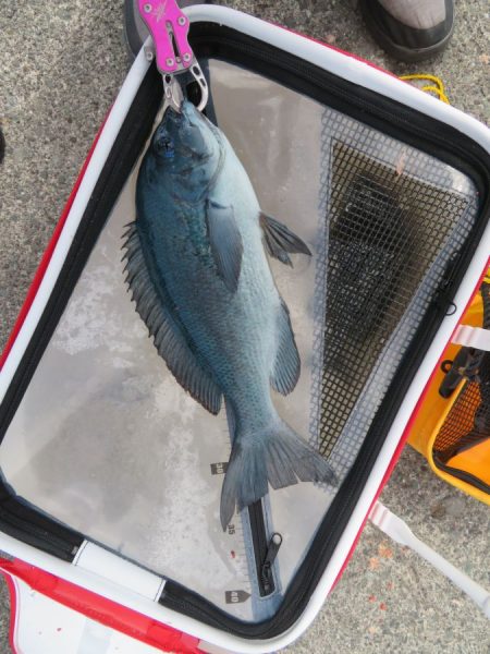 初島でフカセ釣り【すな氏連載 vol.8】