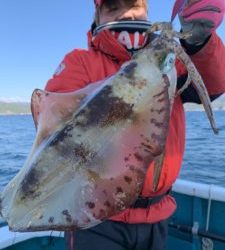 愛海丸 釣果
