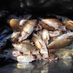 HARUKA丸 はるかまる 釣果