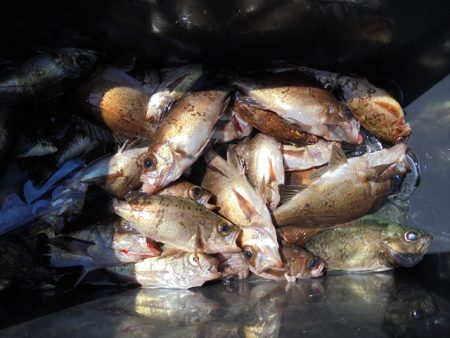 HARUKA丸 はるかまる 釣果