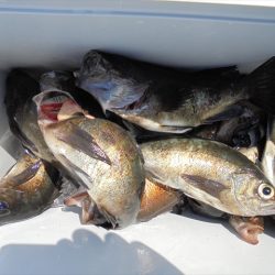 HARUKA丸 はるかまる 釣果