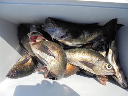 HARUKA丸 はるかまる 釣果