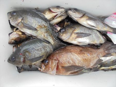 HARUKA丸 はるかまる 釣果