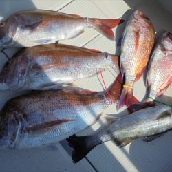 HARUKA丸 はるかまる 釣果