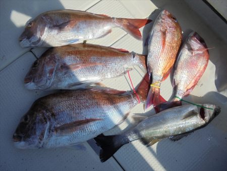 HARUKA丸 はるかまる 釣果