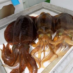 フィッシングボート空風（そらかぜ） 釣果