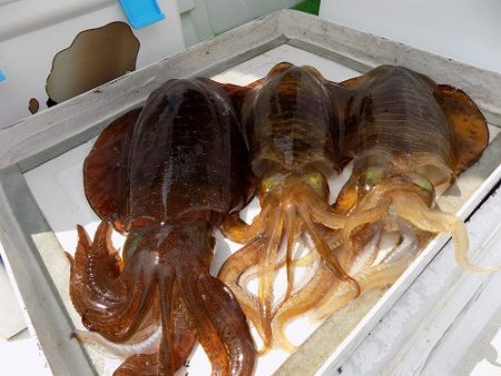 フィッシングボート空風（そらかぜ） 釣果