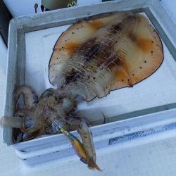 フィッシングボート空風（そらかぜ） 釣果