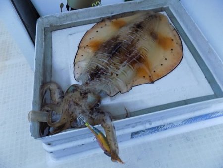 フィッシングボート空風（そらかぜ） 釣果