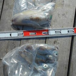 こかわ渡船　雅丸 釣果