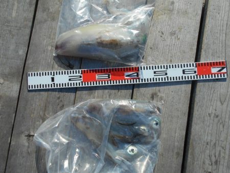 こかわ渡船　雅丸 釣果