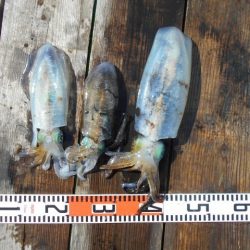 こかわ渡船　雅丸 釣果