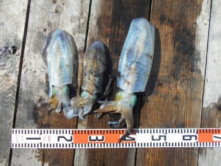 こかわ渡船　雅丸 釣果