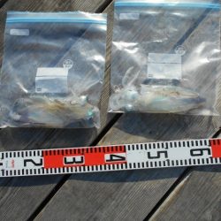 こかわ渡船　雅丸 釣果