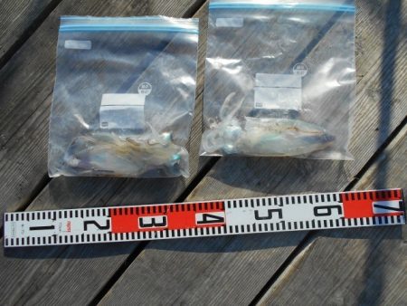 こかわ渡船　雅丸 釣果