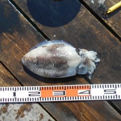 こかわ渡船　雅丸 釣果