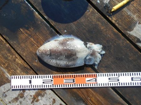 こかわ渡船　雅丸 釣果