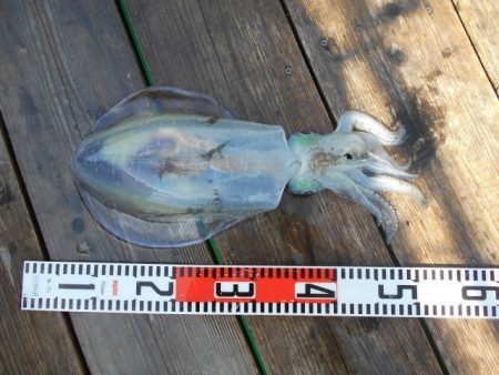 こかわ渡船　雅丸 釣果