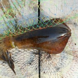 こかわ渡船　雅丸 釣果