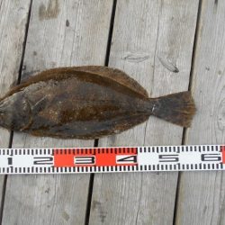 こかわ渡船　雅丸 釣果