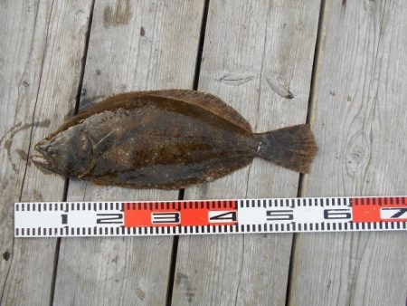 こかわ渡船　雅丸 釣果