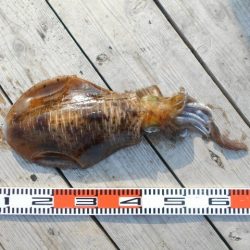 こかわ渡船　雅丸 釣果