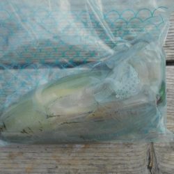 こかわ渡船　雅丸 釣果