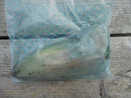 こかわ渡船　雅丸 釣果