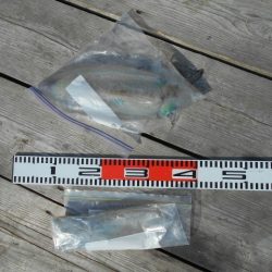 こかわ渡船　雅丸 釣果