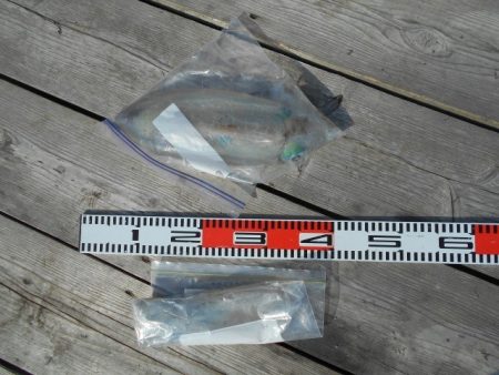 こかわ渡船　雅丸 釣果