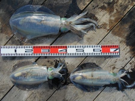 こかわ渡船　雅丸 釣果