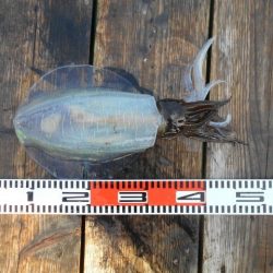 こかわ渡船　雅丸 釣果