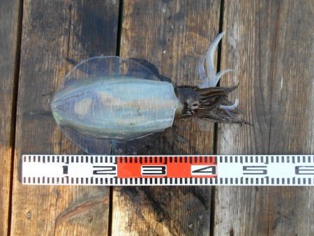 こかわ渡船　雅丸 釣果